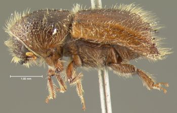 Media type: image; Entomology 1026   Aspect: habitus lateral view